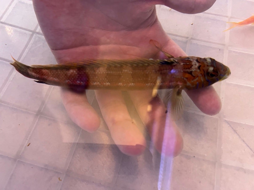 ブルークロミス - WEB魚図鑑