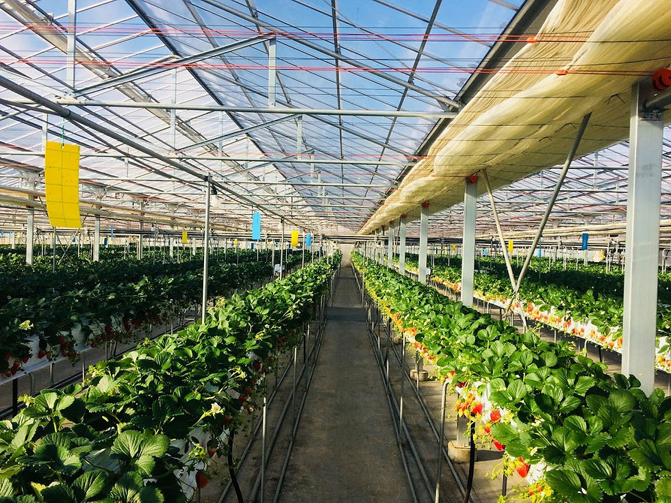 イチゴ栽培用48.6φハウス 9mｘ54m株式会社江口屋ビニールハウス、農業資材、包装資材のプロ 江口屋にお任せください