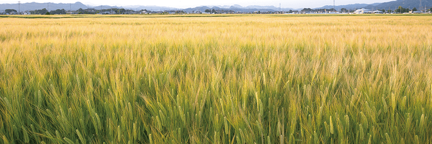 大麦・小麦だけじゃない、麦のいろいろ