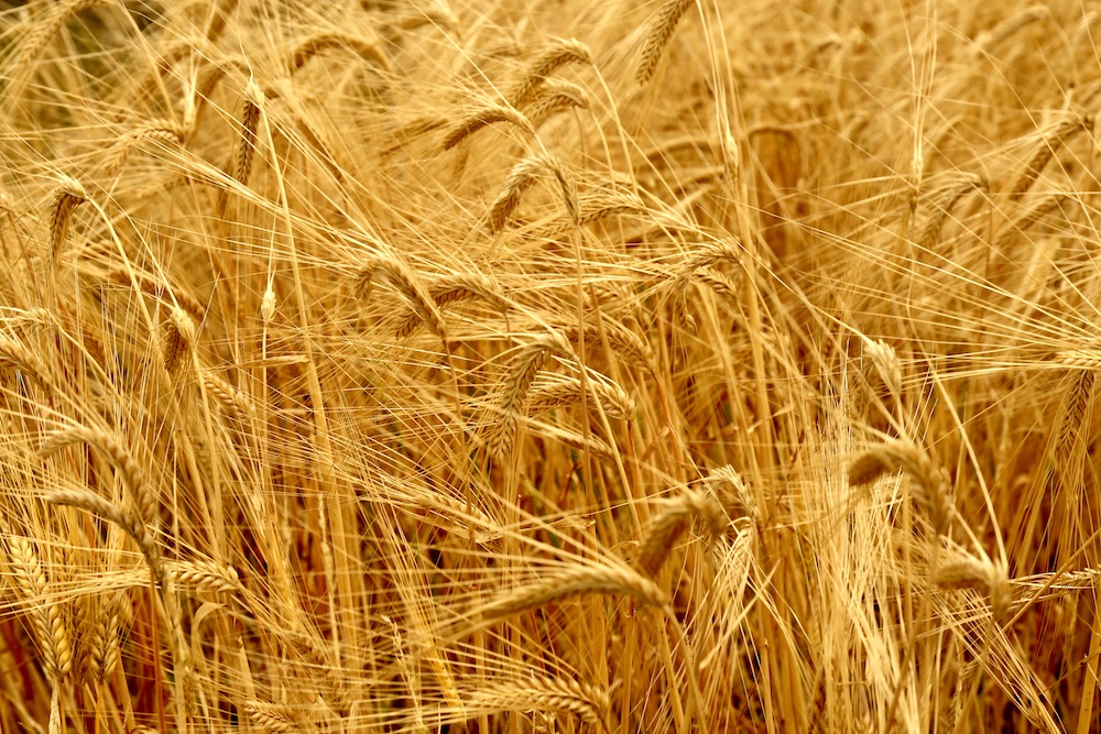 大麦 おおむぎ 、小麦 こむぎ写真集 1