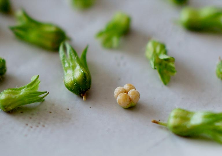 待ちに待ったシソの実の収穫‼️, 私が大好きなシソの実〜😚💕💕, 出汁醤油に漬けるだけで、ご飯のお供にも、お酒のお供にも合うんです‼️,詳しいつくりはまた改めて😉👍,シソの実紫蘇,しその実しそ ,家庭菜園収穫,野菜栽培庭,ガーデニングガーデン,agripic庭訪問