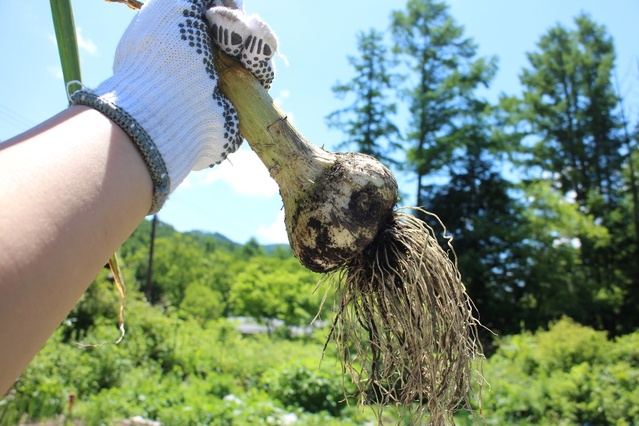 ニンニク 収穫方法ニンニク栽培.com