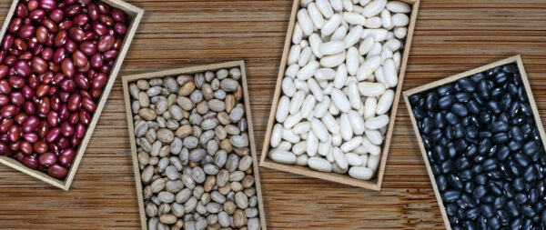 インゲン豆の収穫 : 星といのちのうた