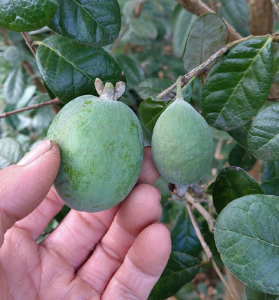 幻の果実 フェイジョア パイナップル×いちごの香り！ 花も食べられる栽培と絶品レシピGardenStoryガーデンストーリー