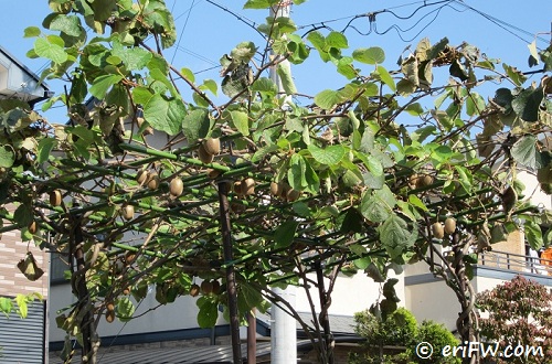 キウイの苗木の育て方-畑に植えるまでのその後- ファームハウスみどり