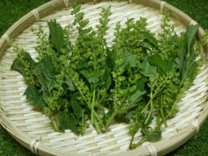 しその実天ぷらの夕ご飯あちぃこの徒然日記