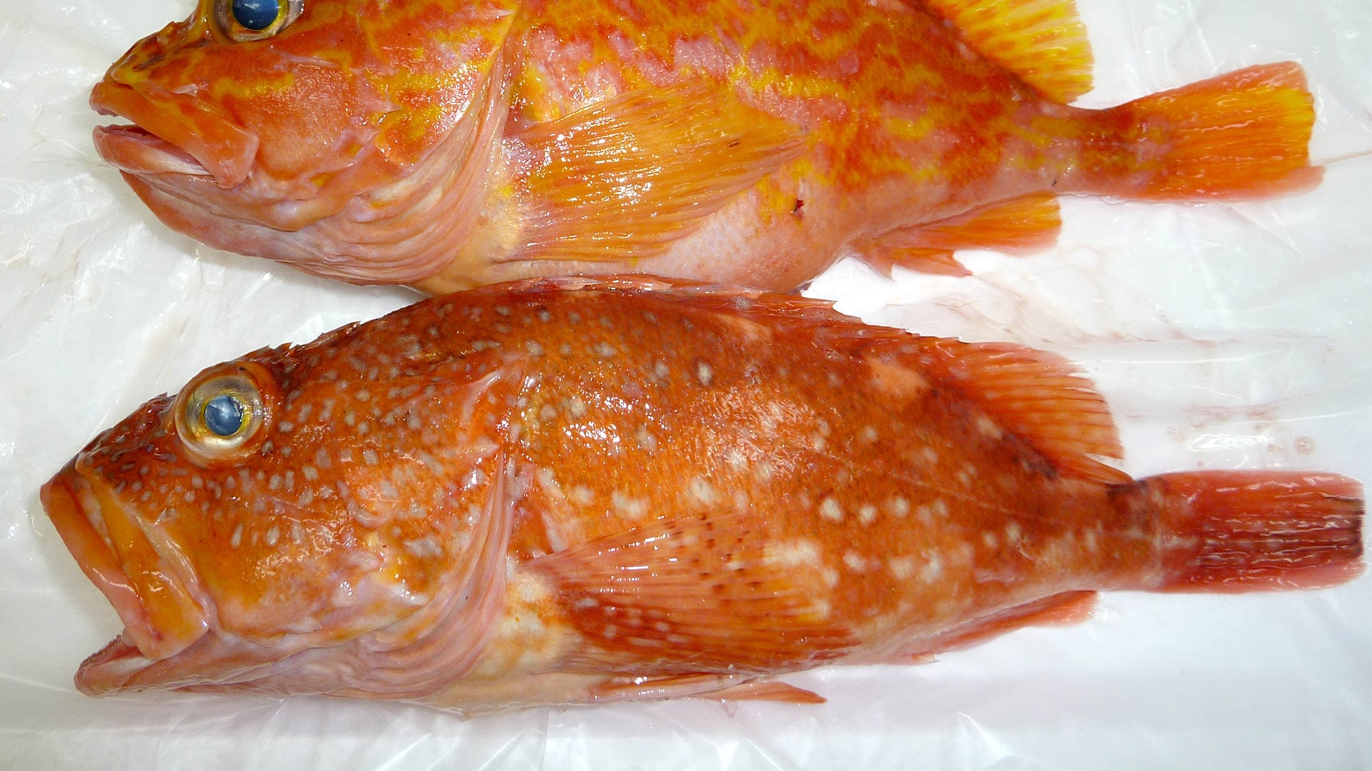 夏 6月〜8月鮮魚 まる真明石・魚の棚商店街
