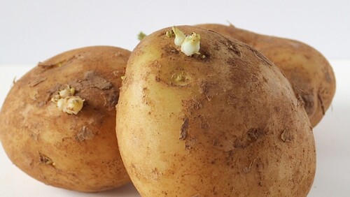 ジャガイモの芽、どれくらい取ればいい？ 校内で栽培し食べた児童が食中毒に 緑色化にも要注意東京すくすく