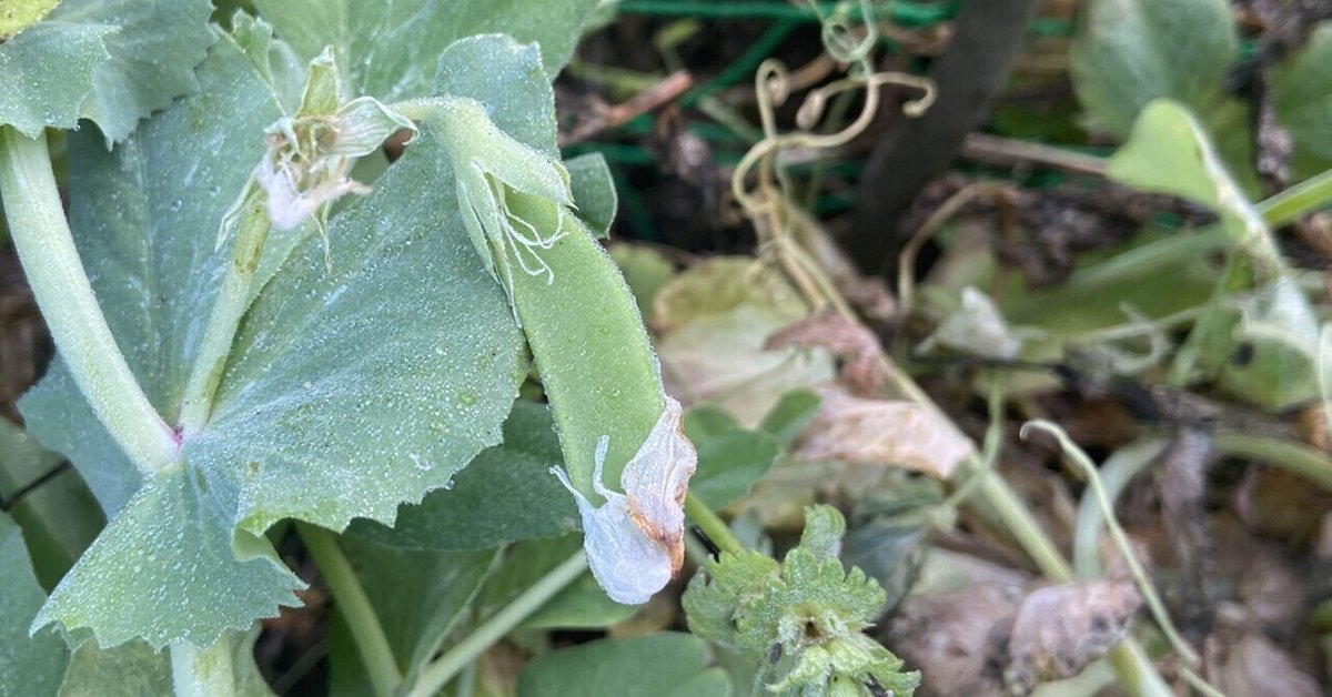 そら豆・スナップエンドウ 種から育てる🍀GreenSnap グリーンスナップ