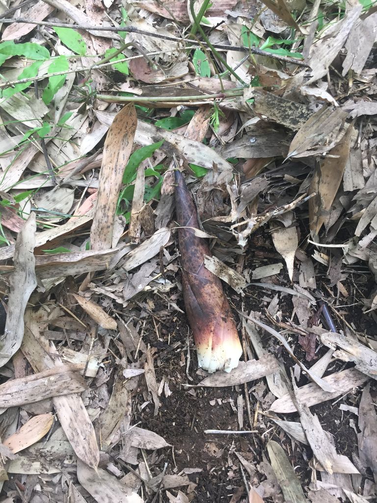 真竹のタケノコ 反省会つき- しらたまが道草を採って食うブログ