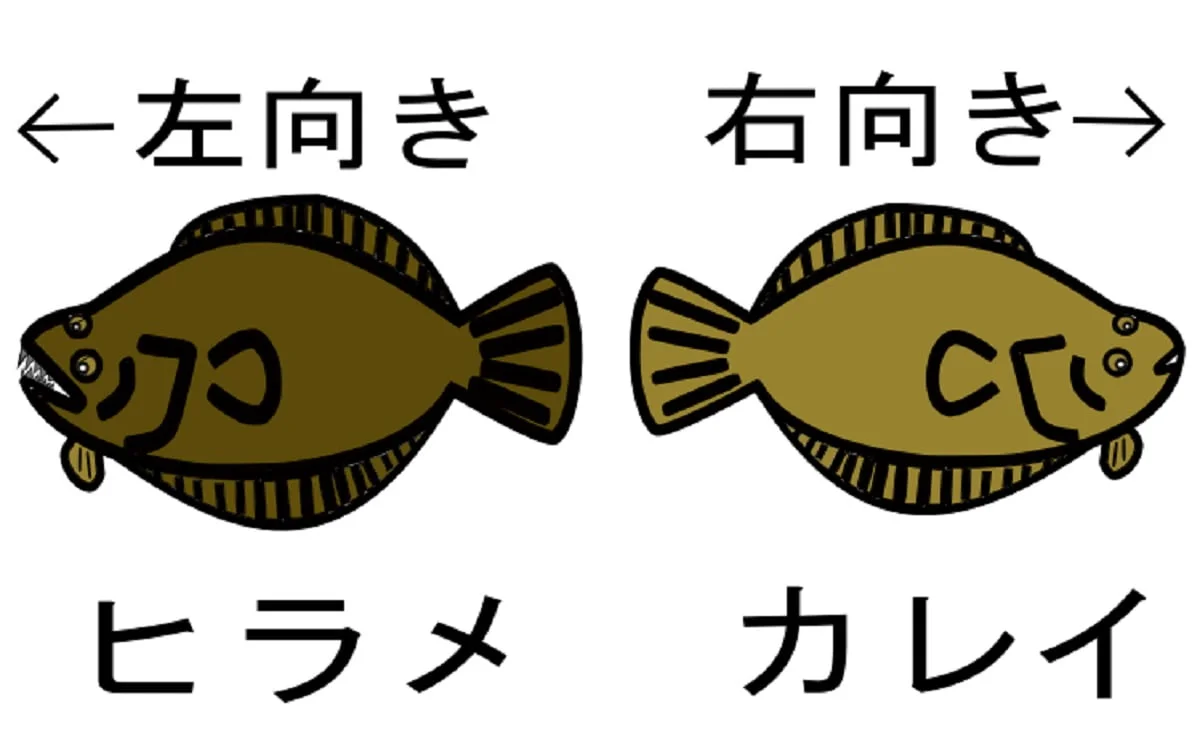 カレイ」があまり養殖されない理由 成長速度と価格イメージがネック？TSURINEWS