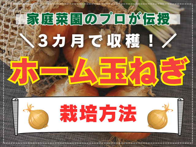 玉ねぎの栽培・育て方手順地植え・畑休日菜園