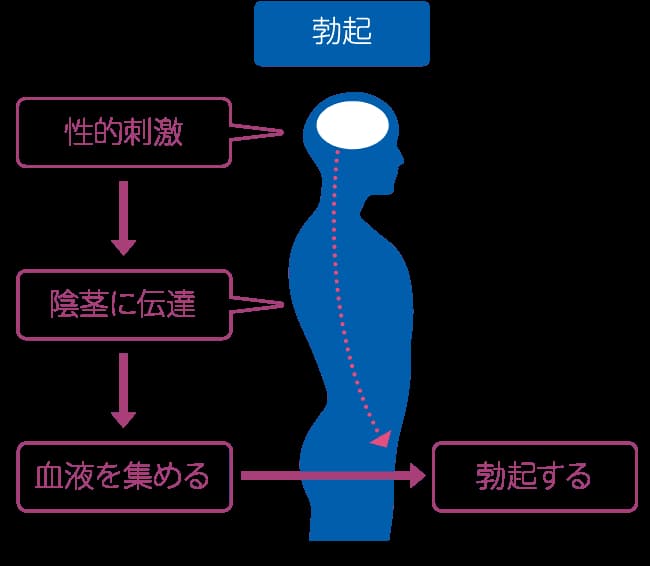 風俗で勃たない男性必見！主な理由とおすすめの対処法について｜風じゃマガジン