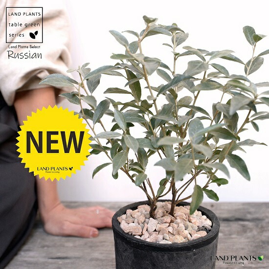 ロシアンオリーブ – 花木の紹介