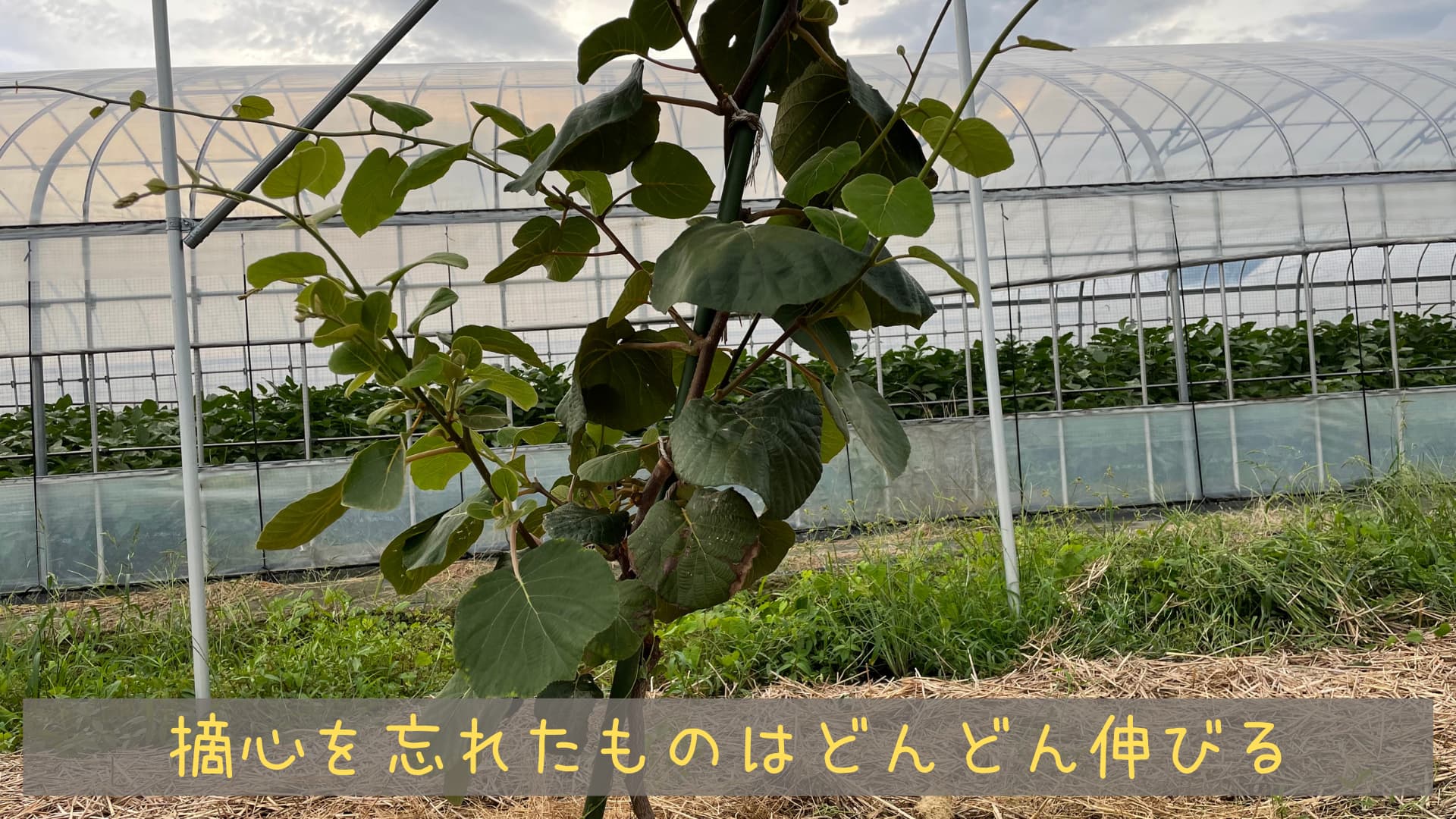 農家が教えるキウイの育て方 初心者でも簡単に栽培できるフルーツNo.1！マイナビ農業