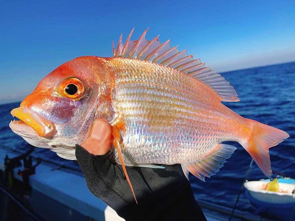 清蒸時魚大阪の漢方薬局漢方マルヘイ薬局