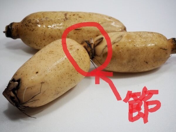 れんこんの保存方法！冷蔵・冷凍・常温別の長持ちさせる方法と保存期間も紹介キッコーマンホームクッキング