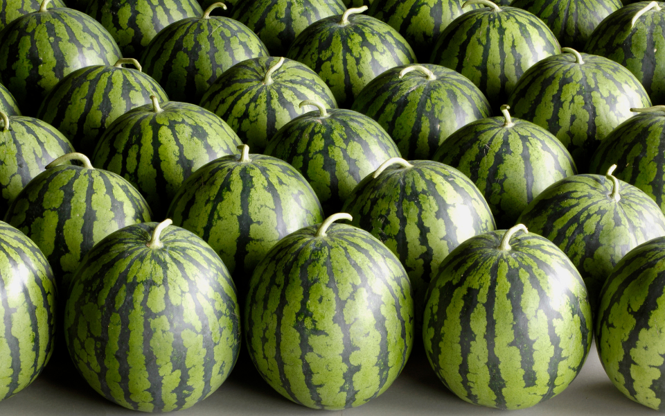 「 スイカの皮の塩漬け 」がポリポリおいしくて衝撃！もう捨てるのはもったいない！ ちょこっと漬け♯44kufuraクフラ