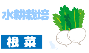 赤玉ねぎ 紫玉ねぎ タマネギ 機能性成分野菜 旬の新鮮やさい♪