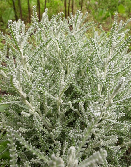 サントリナコットンラベンダー挿し穂5本♪防虫、ドライフラワーやツリーにもの通販 by 丸こめ's shopラクマ