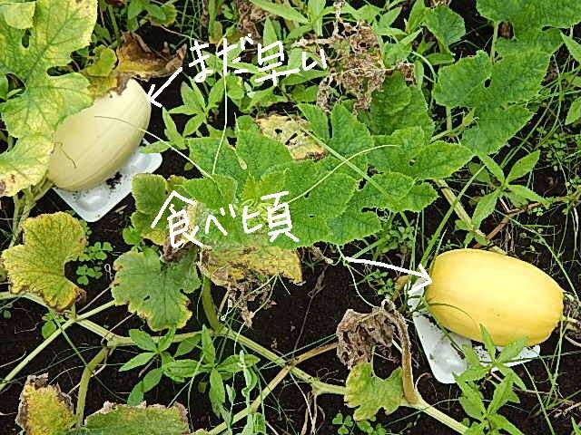 金糸瓜 きんしうりそうめんかぼちゃのゆで方：旬の野菜百科