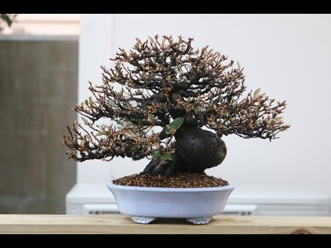 楽天市場 ロシアンオリーブ 自然樹形3.5号 ポット苗 1鉢 ヤナギバグミ 柳葉茱萸 柳葉 茱萸 グミ ぐみ スナナツメ Elaeagnusangustifolia Russian olive Silverberry : LAND PLANTS 楽天市場店