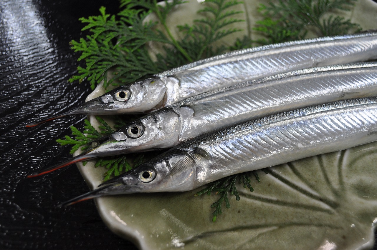 サヨリ ~細魚~船橋市場船橋市地方卸売市場