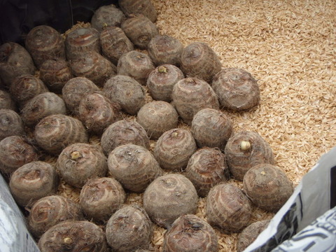 プランターでのサトイモの栽培方法：トトロの傘みたいな葉も魅力！しま農研