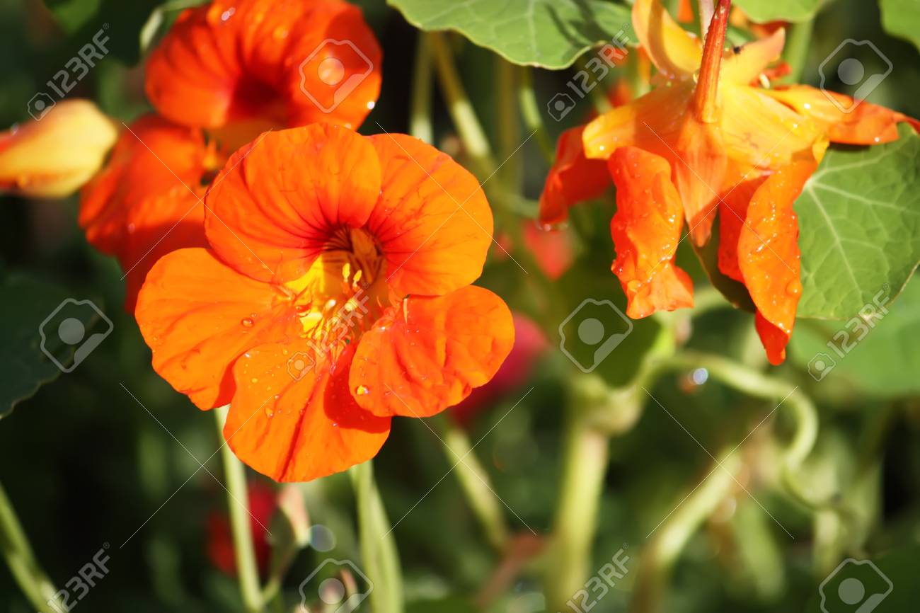 オレンジ色の夏の花4選とさちょうものがたり