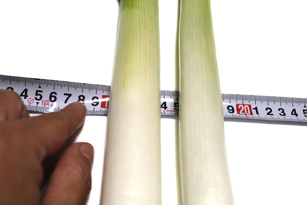 楽天市場大人気野菜 長ねぎ 5キロ 箱 30本前後入 埼玉 茨城 群馬 千葉県産 Lサイズ 白ネギ 新鮮で太い 長ネギ 関東地区産地 国産飲食店業務用長葱 ご家庭用にも 新鮮野菜 : えびねの多菜生活楽天市場店