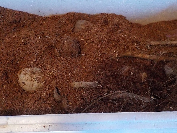 すぐ植え付け出来る 芽だし 里芋 土垂れ 種芋 4苗 無化学肥料 自然菜園 種苗 - メルカリ