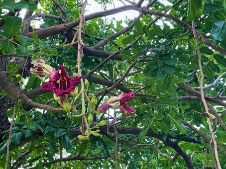 見た目そのままソーセージノキ！公園だより海洋博公園 Official Site - スマートフォン版