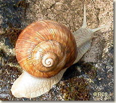 ≪美味しい≫エスカルゴ フランス産 プレスト 6粒入り ココット付き 陶器付き エスカルゴバター ガーリックバター escargot エスカルゴミートカタツムリ ココット オードブル 洋風 輸入食材 業務用 の通販価格比較のビカム