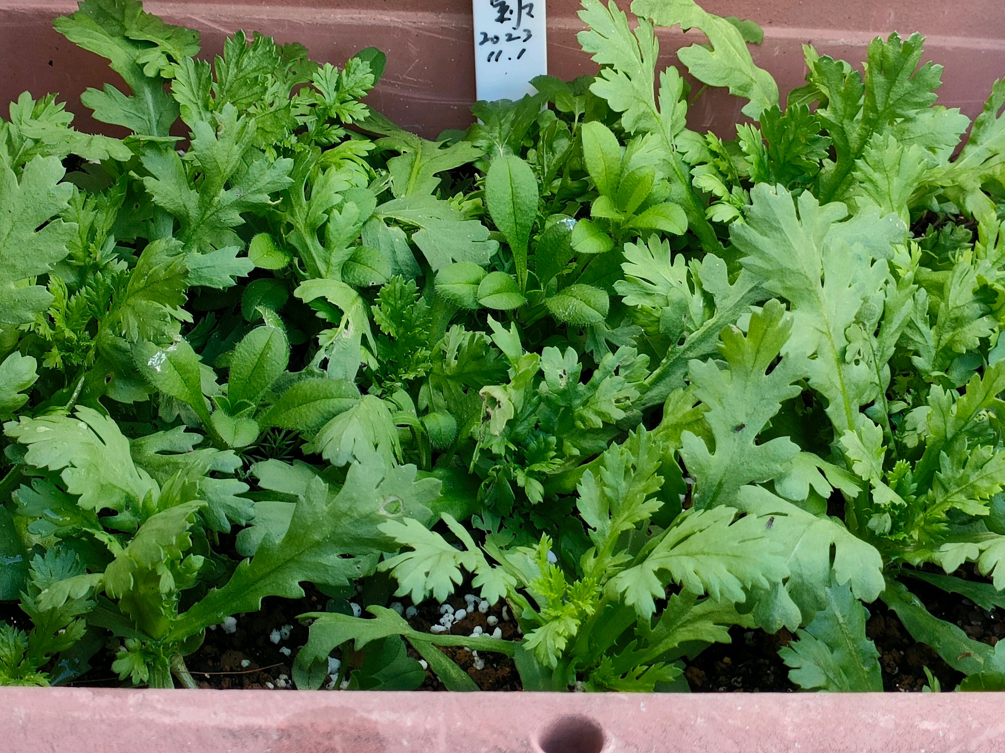 秋植え野菜ほったらかしでもOK！プランターで育てる野菜の通販おすすめランキングベストオイシ