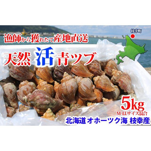 ツブ貝のさばき方と刺身の作り方 殻を割って身を簡単に取り出す方法 -How to filet Whelk and make sashimi