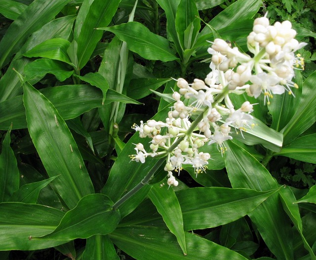 めっちゃ怖い！ ミョウガの『実』のビジュアルに「初めて見た 」「びっくり」 – grapeグレイプ