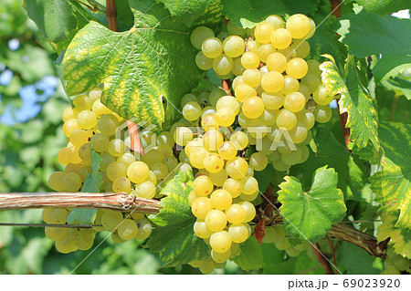 シャルドネ ぶどうの苗木 果樹の苗木 5号ポット 2年生 挿木苗植物のＩＴＡＮＳＥ 全品送料無料・即出荷