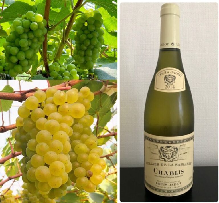 シャルドネ - 世界の銘醸地のおすすめ銘柄！エノテカ - ワイン通販