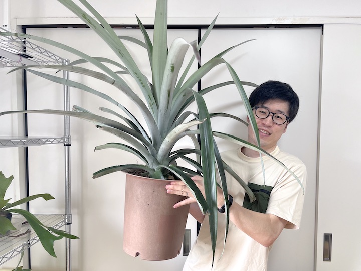 パイナップルの再生栽培にチャレンジ!!ブログ大成農材株式会社