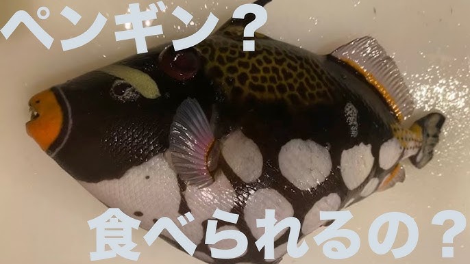 派手なお魚”モンガラカワハギ”食べてみたヌローライフ