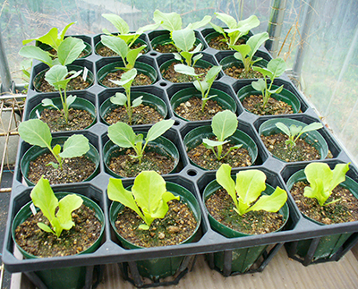 野菜の種まき 時期は？種まきカレンダー 一覧表