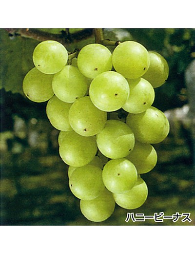 品種たかやのぶどう