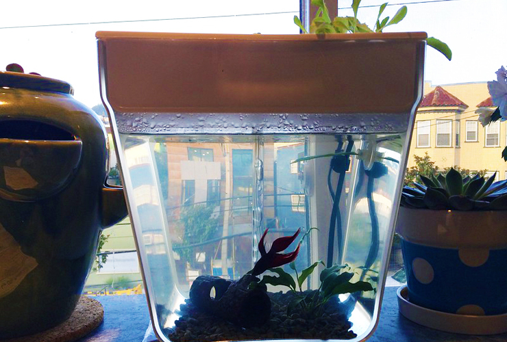 水質管理にお勧め！ 水槽で出来る野菜や植物の水耕栽培 2017年11月20日～11月26日 アクアリウム情報メディア トロピカ