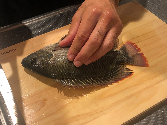 排水路で異常繁殖する「泉の鯛」ナイルティラピアを釣って食べてみた②：刺身で食べてみた野食ハンマープライス
