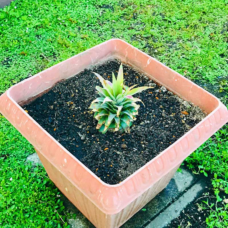 パイナップルの育て方鉢植えの植え替え時期は?用土のおすすめは?🍀GreenSnap グリーンスナップ
