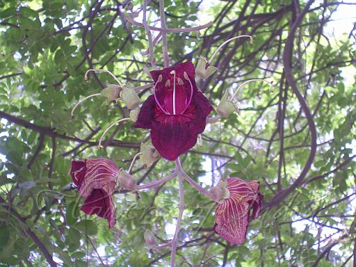 京都府立植物園 １２ ソーセージの木の花など : 「藍川京」の部屋