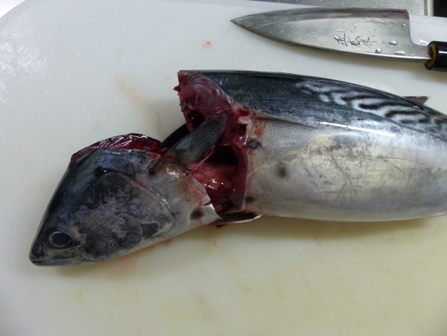 媛スマ 媛スマのさばき方 プロが教える高級魚スマ スマガツオ、ヤイトカツオ おろし方 - YouTube