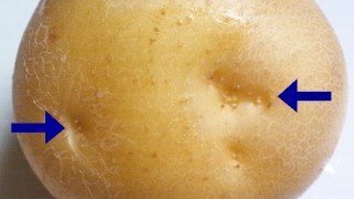 ジャガイモの芽の毒素芽の処理方法は？食べてしまっても大丈夫？🍀GreenSnap グリーンスナップ