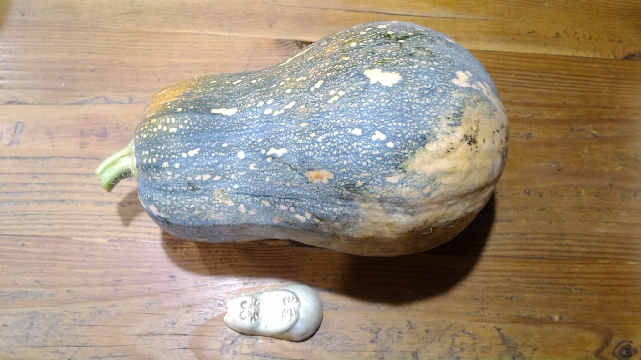 カボチャの品種22選を図解付きで分かりやすく解説 家庭菜園 マイナビ農業