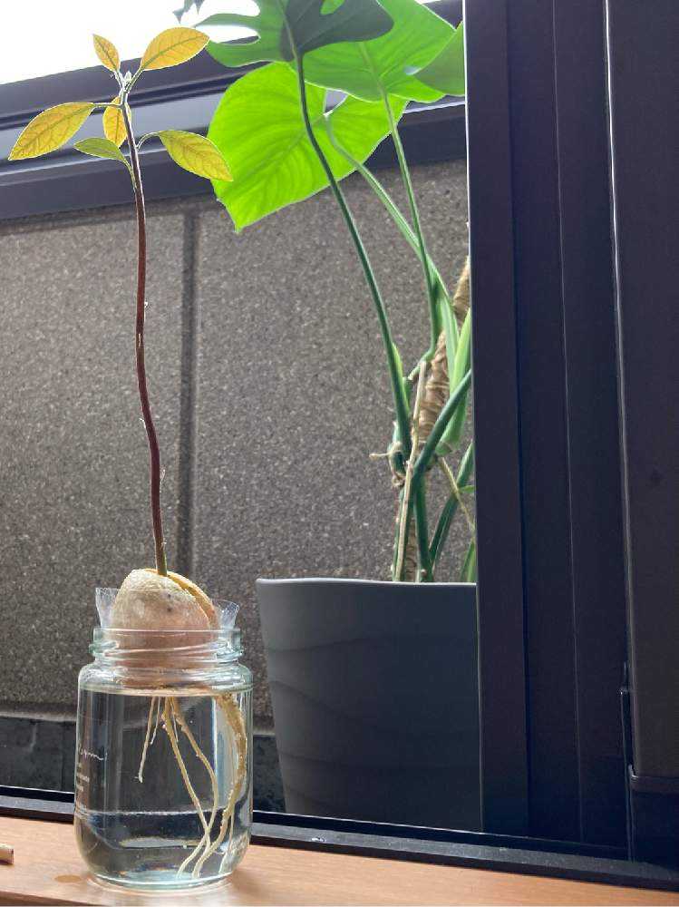 アボカドの選定方法！挿し木の方法や病気・害虫についても - くらしのマーケットマガジン